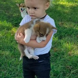 Pembroke Welsh Corgi Puppies from Whetstone Creek Corgis