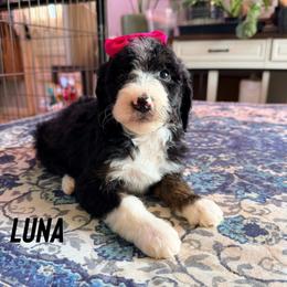 Luna - with training - Tri-color female Bernedoodle puppy in Boonville, North Carolina from Doods & Dolls