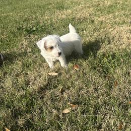 Female 1 - Tri-color female Jack Russell Terrier puppy in Bedias, Texas from JBar Jacks