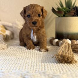 Light Blue Boy - Red  male Goldendoodle puppy in Colorado Springs, Colorado from Simply Mini Goldendoodles