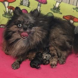 Halo - Pomeranian