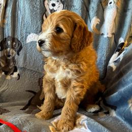 Justin - Red  male Goldendoodle puppy in Chino Valley, Arizona from Bass Creek Doodles