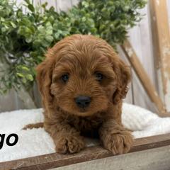 Ringo - Red male Cavapoo puppy in Cabool, Missouri from Big Gulch Puppies