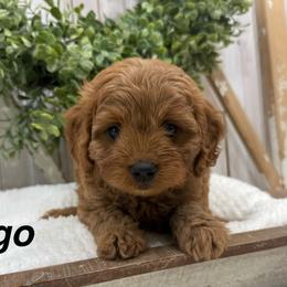 Ringo - Red male Cavapoo puppy in Cabool, Missouri from Big Gulch Puppies