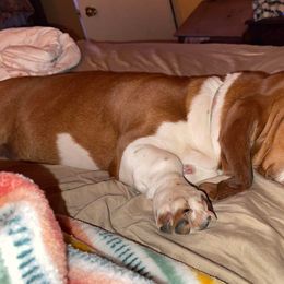 Basset Hounds and German Shorthaired Pointers from Alabama Blood Trackers