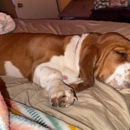 Basset Hounds and German Shorthaired Pointers from Alabama Blood Trackers