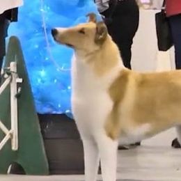 Jade - Collie