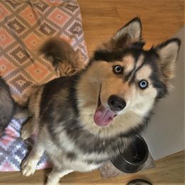 Siberian Husky Puppies from Blue Moon Siberian Husky Haven