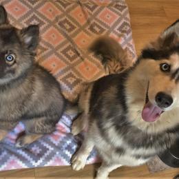 Siberian Husky Puppies from Blue Moon Siberian Husky Haven