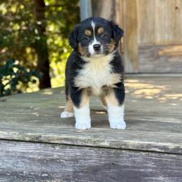 River - Black tri-color female Australian Shepherd puppy in Statesville, North Carolina from Charming Australian Shepherds