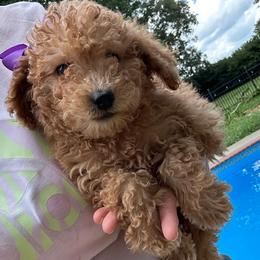 Purple Bow - Apricot female Goldendoodle puppy in Germantown, Maryland from Honey Blossom Doodles