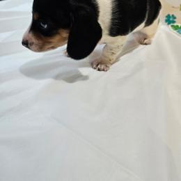 Black and tan piebald 2 - Black and tan male Dachshund puppy in Georgetown, Arkansas from Wyatt's Dachshunds