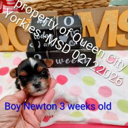 Newton - Parti male Yorkshire Terrier puppy in Charlotte, North Carolina from Queen City Yorkies