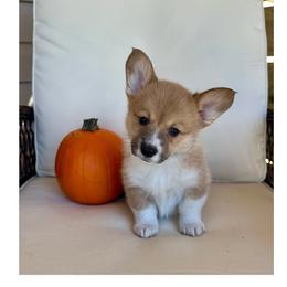 Winston (Winnie) - Sable male Pembroke Welsh Corgi puppy in Urbana, Ohio from Edgewood Farm and Kennel