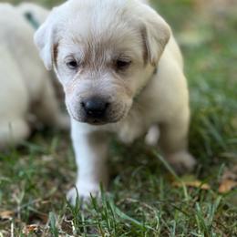 Cass- blue   collar- second pick female - Yellow female Labrador Retriever puppy in Isanti, Minnesota from Four Corners Family Labs