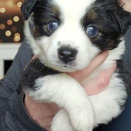 Kissy - Black tri female Toy Australian Shepherd puppy in Powell Butte, Oregon from Willow Lane Ranch