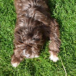 Australian Labradoodle Puppies from Australian Heritage Labradoodles