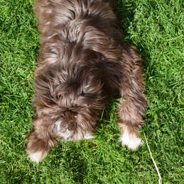 Australian Labradoodle Puppies from Australian Heritage Labradoodles