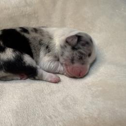 Pup 9 - Blue merle female Australian Shepherd puppy in Tehachapi, California from Country Oaks Farm
