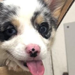 American Corgis and Pembroke Welsh Corgis from CalValley Kennels