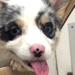 American Corgis and Pembroke Welsh Corgis from CalValley Kennels