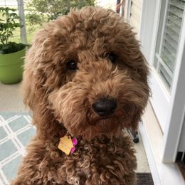 Marley  - Australian Labradoodle