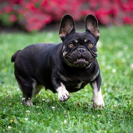 Dolce - French Bulldog