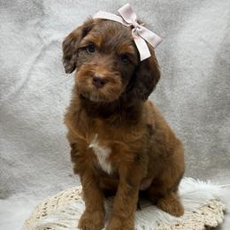 Piper - Phantom female Goldendoodle puppy in Williamson, New York from Lakeside Doodles