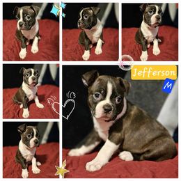Hamilton, Choice Male 3 of 5 - Boston Terrier puppy from Boston Collections