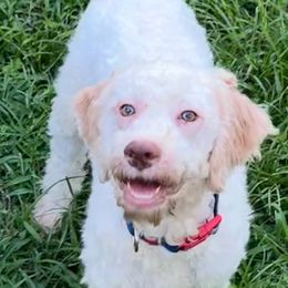 Sig - Off-white Lagotto Romagnolo puppy in Summerfield, Florida from House Woller Lagotto