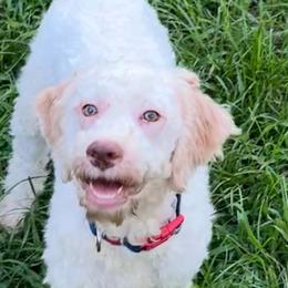 Sig - Off-white Lagotto Romagnolo puppy in Summerfield, Florida from House Woller Lagotto