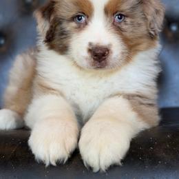 Teddy-has tail-many videos - Red merle male Australian Shepherd puppy in Troy, South Carolina from Australian Shepherds of 3/W Farms