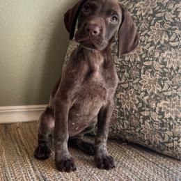 Taffy - Liver roan female German Shorthaired Pointer puppy in Ulen, Minnesota from North Wind Gundogs