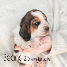 Beans - Black white and brown female Basset Hound puppy in Jefferson City, Missouri from Triple Hill Farm