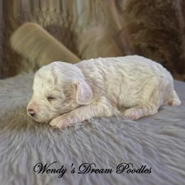 White Male - White male Poodle puppy in Norman, Indiana from Wendy's Poodles
