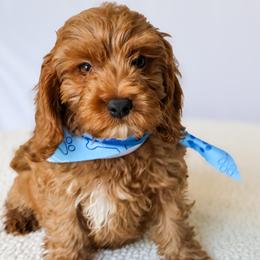 Venus - Red female Cavapoo puppy in Apopka, Florida from Rae Precious Puppies