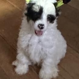 Kirby - Black white and tan male Chinese Crested puppy in New Windsor, Maryland from Ambush Kennel