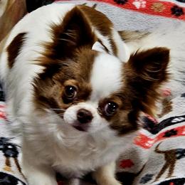 Mandy - Chihuahua