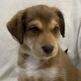 Girl 3: Kelpie - Red Companion Cross puppy in Arlington, Virginia from The Bosun Dog Project