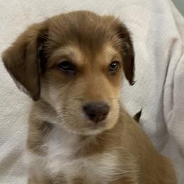 Girl 3: Kelpie - Red Companion Cross puppy in Arlington, Virginia from The Bosun Dog Project