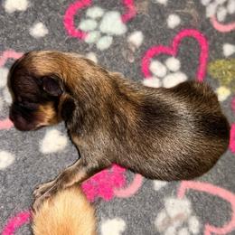 Ozzy - Orange sable male Pomeranian puppy in Zavalla, Texas from Precious Puff Poms