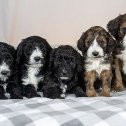 Goldendoodle and Springerdoodle Puppies from Springerdoodles Plus AZ