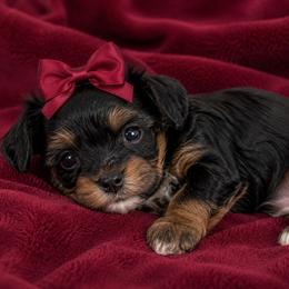Natasha - Black Widow - Tri-color female Cavapoo puppy in Austin, Texas from Haus of Doodles