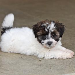 Enola Girl 3 - White and tan female Russell Terrier puppy in Middletown, Virginia from DBF Russell Terriers