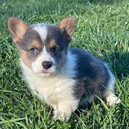 Kay - Blue female Pembroke Welsh Corgi puppy in Mount Carmel, Tennessee from Hidden View Farm