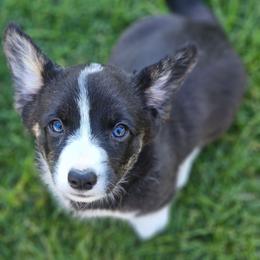 Oynx - Brindle and white female American Corgi puppy in Boise, Idaho from Porter Creek Corgis