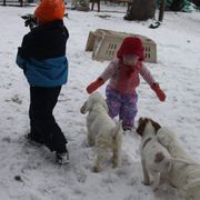 Clumber Spaniel and Irish Red and White Setter Puppies from NyaStar & Chequamegon