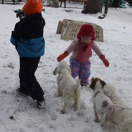 Clumber Spaniel and Irish Red and White Setter Puppies from NyaStar & Chequamegon