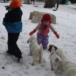 Clumber Spaniel and Irish Red and White Setter Puppies from NyaStar & Chequamegon