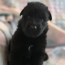 Male 1 - Black male German Shepherd puppy in Leon, West Virginia from Heart2Heart Kennels